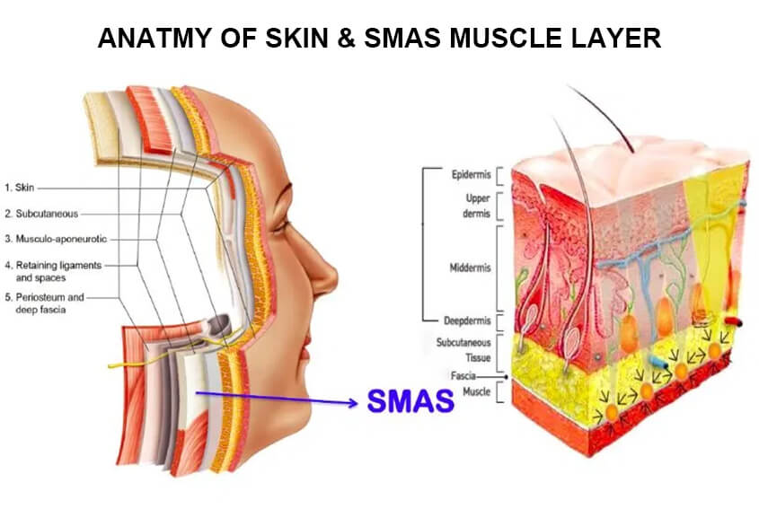 ANATMY OF SKIN & SMAS MUSCLE LAYER