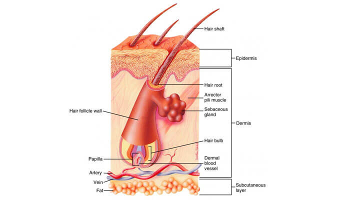 Professional Laser Hair Removal