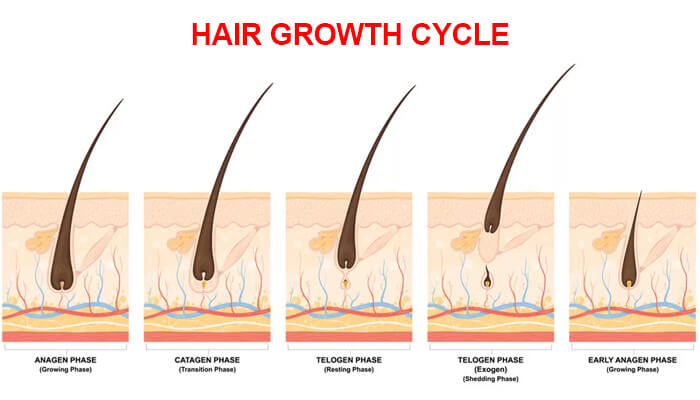 HAIR GROWTH CYCLE